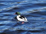 Laksand (Mergus merganser)