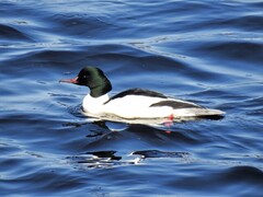 Laksand (Mergus merganser)