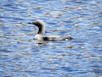 Storlom (Gavia arctica)