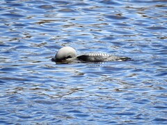 Storlom (Gavia arctica)