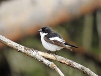 Svarthvit fluesnapper (Ficedula hypoleuca)