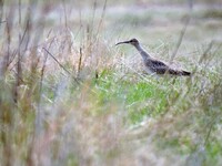 Småspove (Numenius phaeopus)