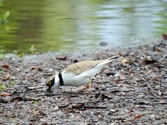 Dverglo (Charadrius dubius)