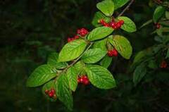 Bulkemispel (Cotoneaster bullatus)