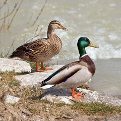 Stokkand (Anas platyrhynchos)