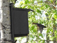 Stær (Sturnus vulgaris)