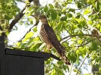 Spurvehauk (Accipiter nisus)