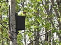 Spurvehauk (Accipiter nisus)