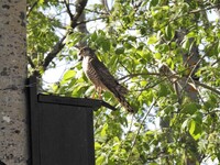 Spurvehauk (Accipiter nisus)