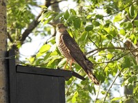 Spurvehauk (Accipiter nisus)