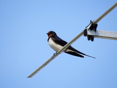 Låvesvale (Hirundo rustica)