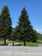 Sitkagran/lutzgran (Picea sitchensis/×lutzii)