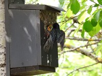 Stær (Sturnus vulgaris)