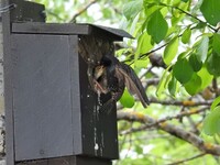 Stær (Sturnus vulgaris)