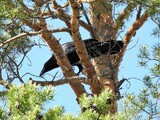 Ravn (Corvus corax)