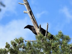 Ravn (Corvus corax)