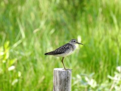 Grønnstilk (Tringa glareola)