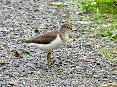 Strandsnipe (Actitis hypoleucos)