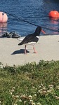 Tjeld (Haematopus ostralegus)