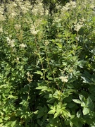 Mjødurt (Filipendula ulmaria)