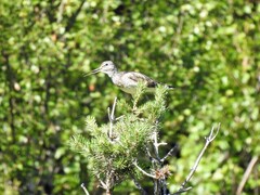 Gluttsnipe (Tringa nebularia)