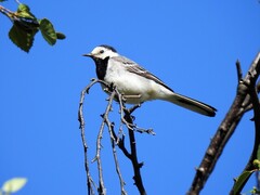 Linerle (Motacilla alba)