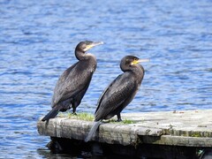 Storskarv (Phalacrocorax carbo)