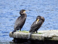 Storskarv (Phalacrocorax carbo)