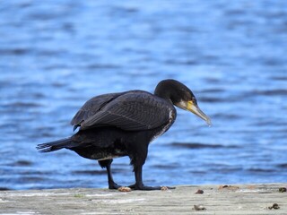 Storskarv (Phalacrocorax carbo)