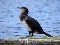 Storskarv (Phalacrocorax carbo)