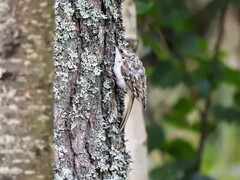 Trekryper (Certhia familiaris)