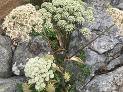 Sløke (Angelica sylvestris)