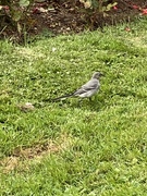 Linerle (Motacilla alba)