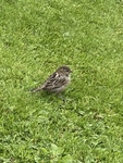 Gråspurv (Passer domesticus)