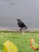 Kaie (Corvus monedula)