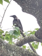 Kråke (Corvus cornix)