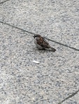 Gråspurv (Passer domesticus)