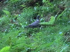 Ringdue (Columba palumbus)