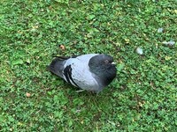 Bydue (Columba livia domestica)