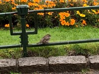 Gråspurv (Passer domesticus)