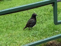 Stær (Sturnus vulgaris)