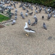 Sildemåke (Larus fuscus)