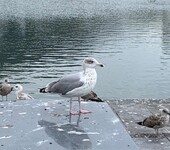 Gråmåke (Larus argentatus)