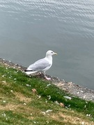 Gråmåke (Larus argentatus)