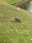 Sildemåke (Larus fuscus)