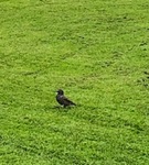 Stær (Sturnus vulgaris)