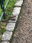 Gråspurv (Passer domesticus)