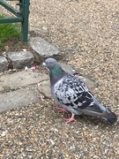 Klippedue (Columba livia)