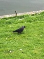 Kaie (Corvus monedula)