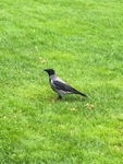 Kråke (Corvus cornix)